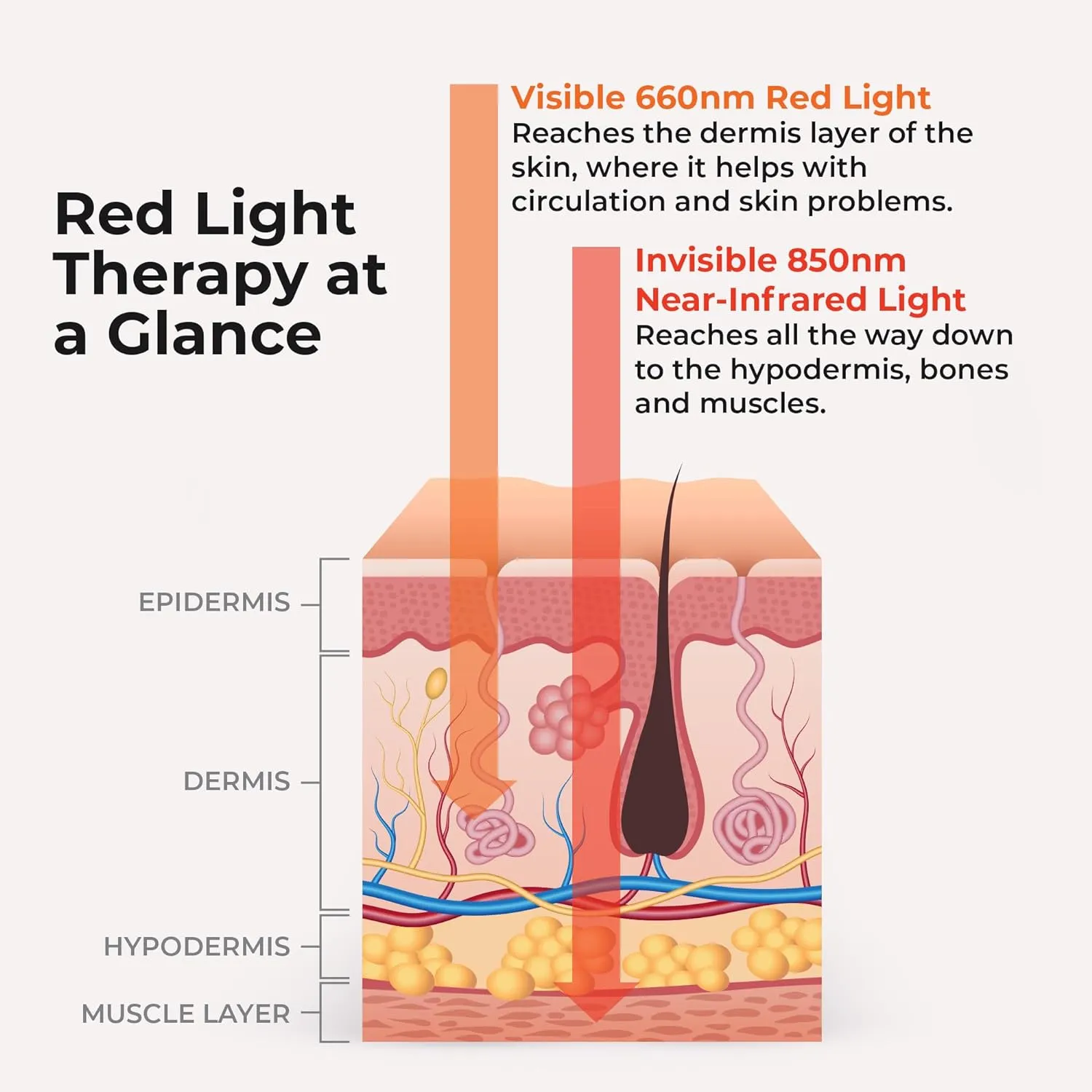 Allevared Pro Mini Light Therapy Belt